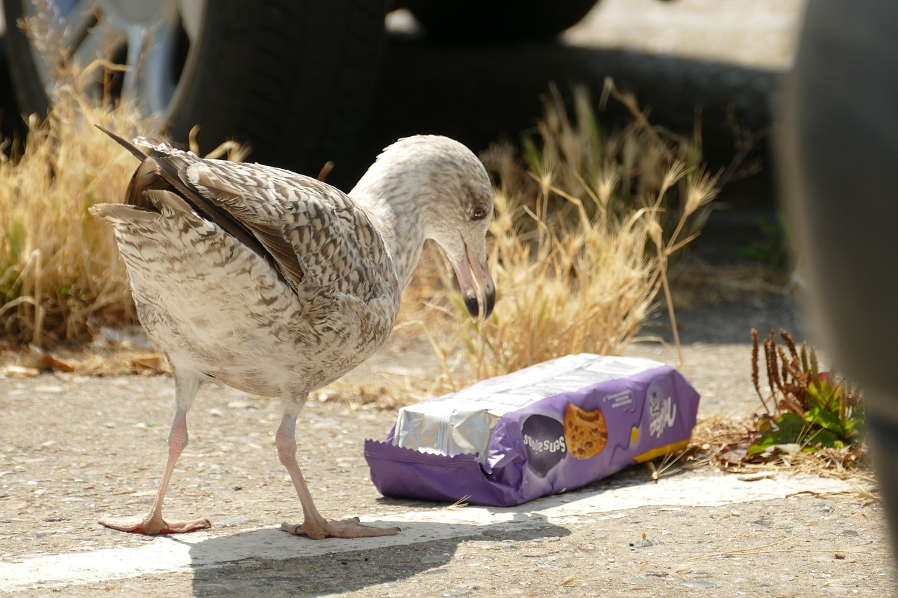 The Impact of Plastic Microbeads on Marine Life